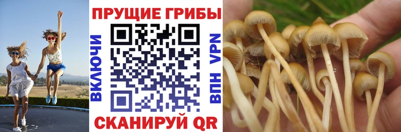 Псилоцибиновые грибы мицелий  Ачинск 